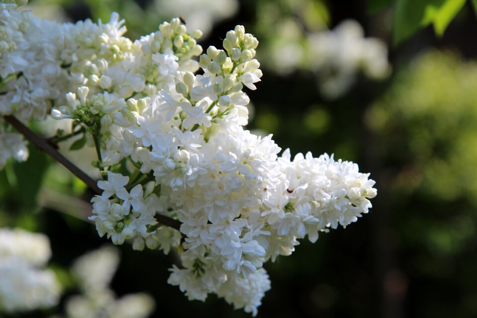 Spring season lilac button lilac double