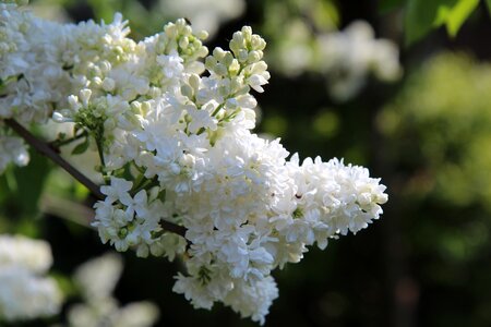 Spring season lilac button lilac double