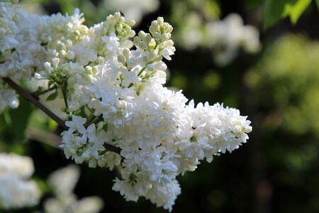 Spring season lilac button lilac double photo