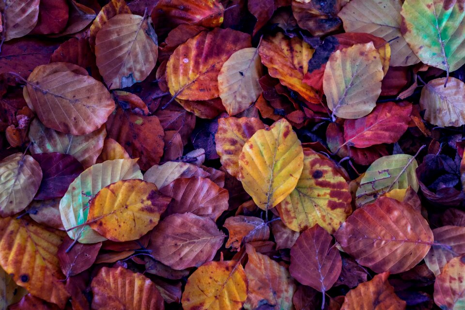 Color garden red