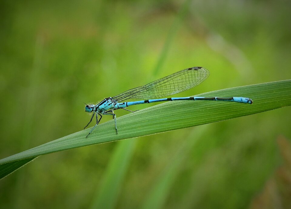 Meadow insect nature