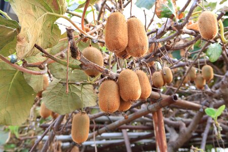 Natural harvest outdoors