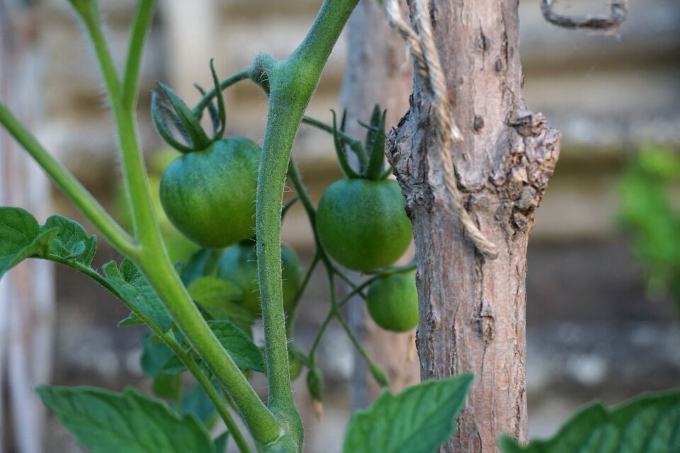 Macro tomato nature