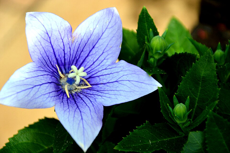 Plant flora nature