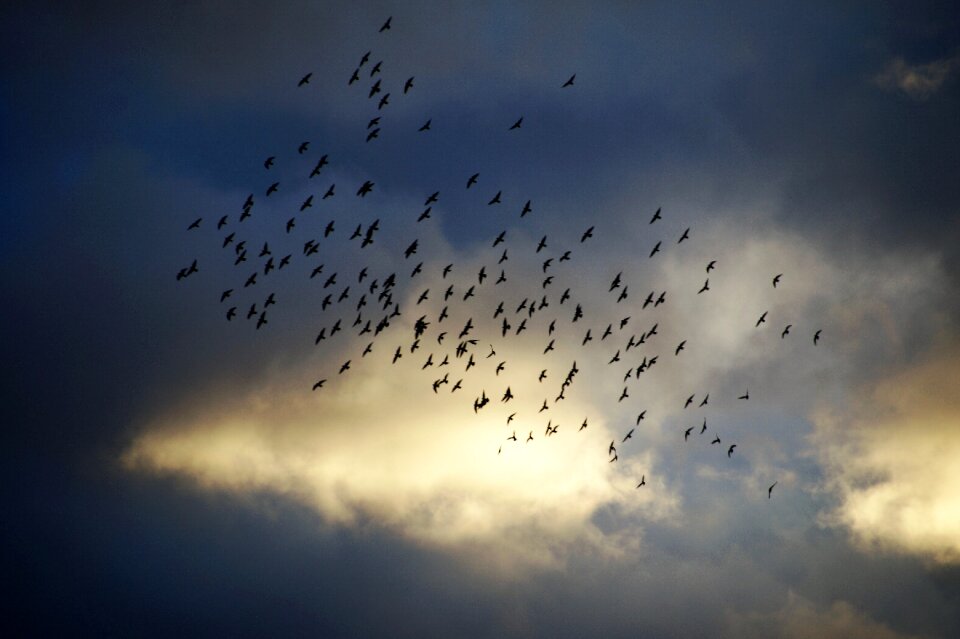A bevy of flight heaven