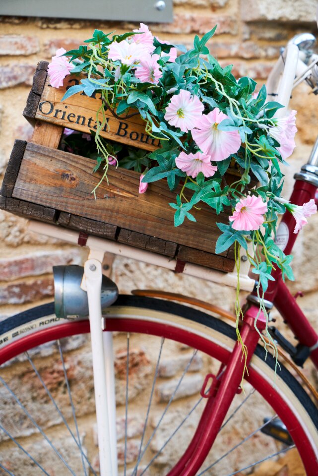 Decor plant aesthetics