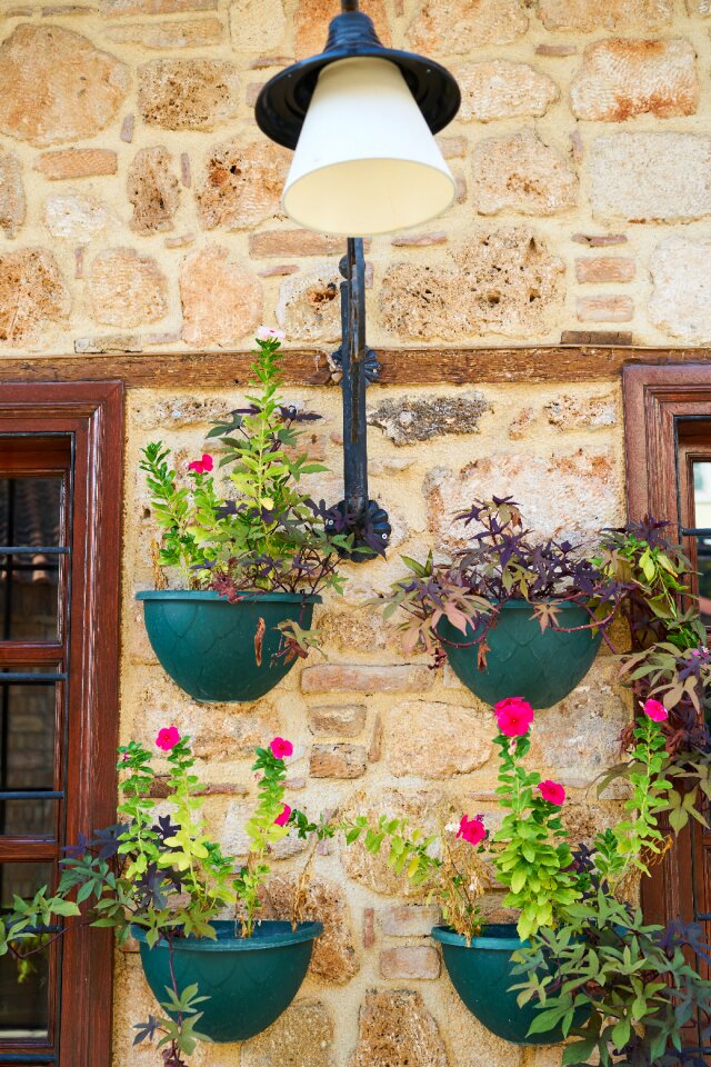 Flower home plant