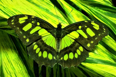 Green nature wing