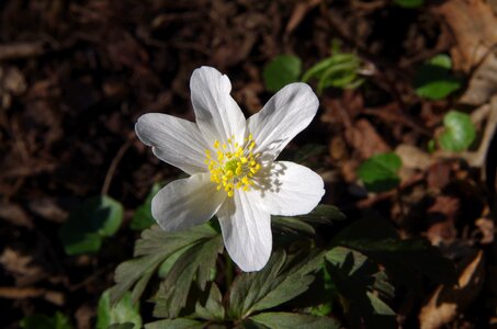 Flower white flower Free photos