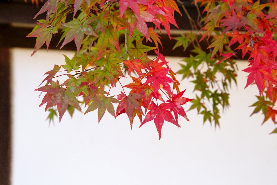 Red maple leaf fall foliage