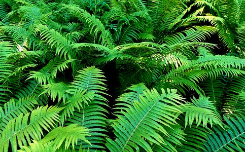 Nature leaves flora