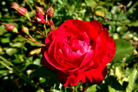 Rose bloom nature plant