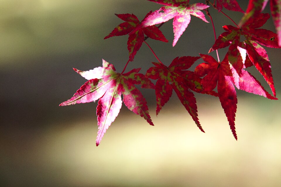 Red maple leaf fall foliage