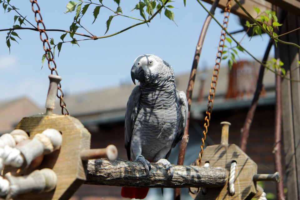 Grijzeroodstaart congo parrot
