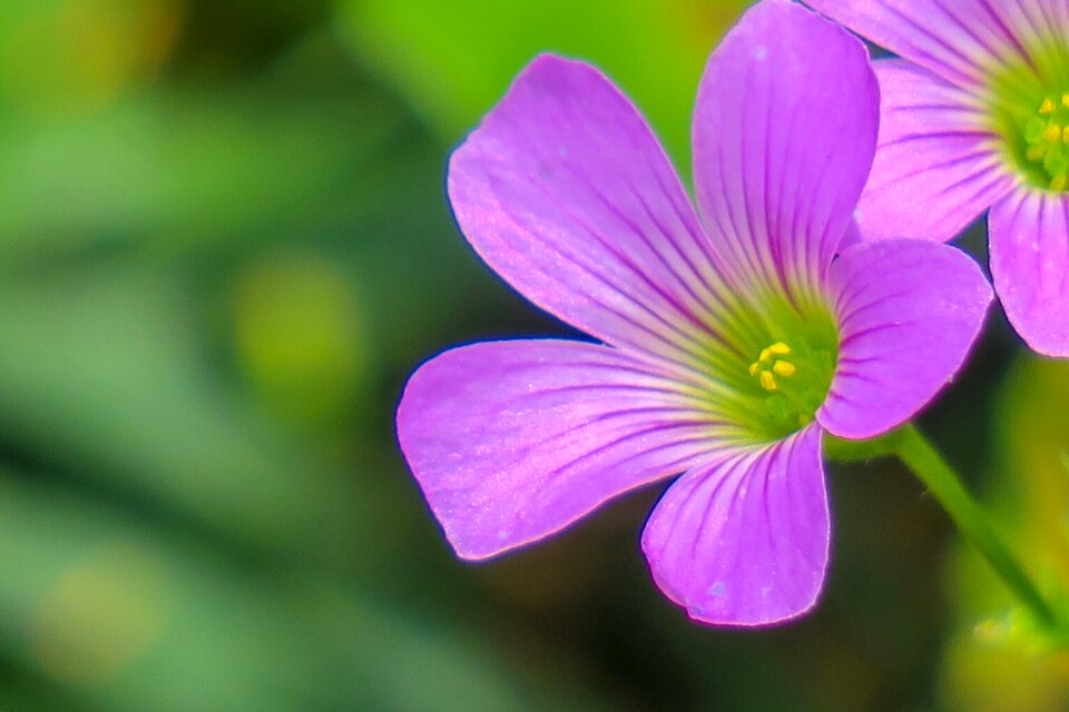 Wild flowers wild nature