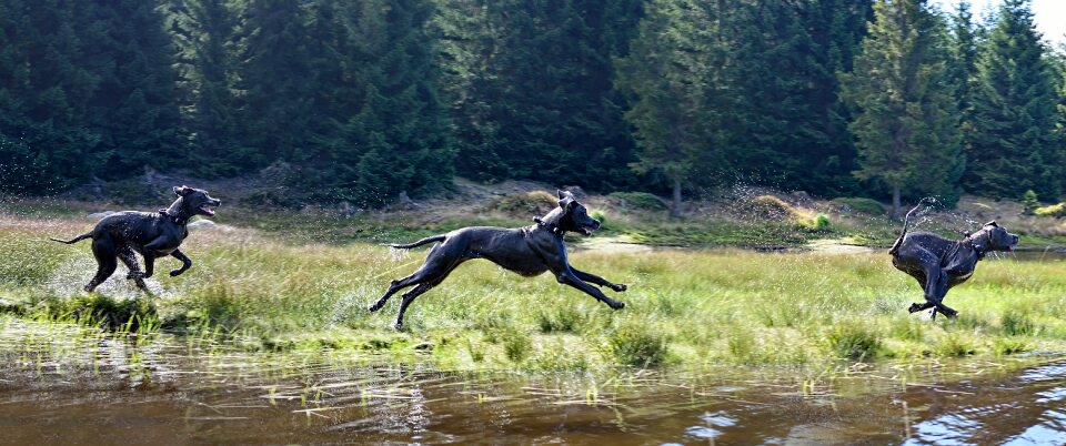 Dog by the water great dane run photo