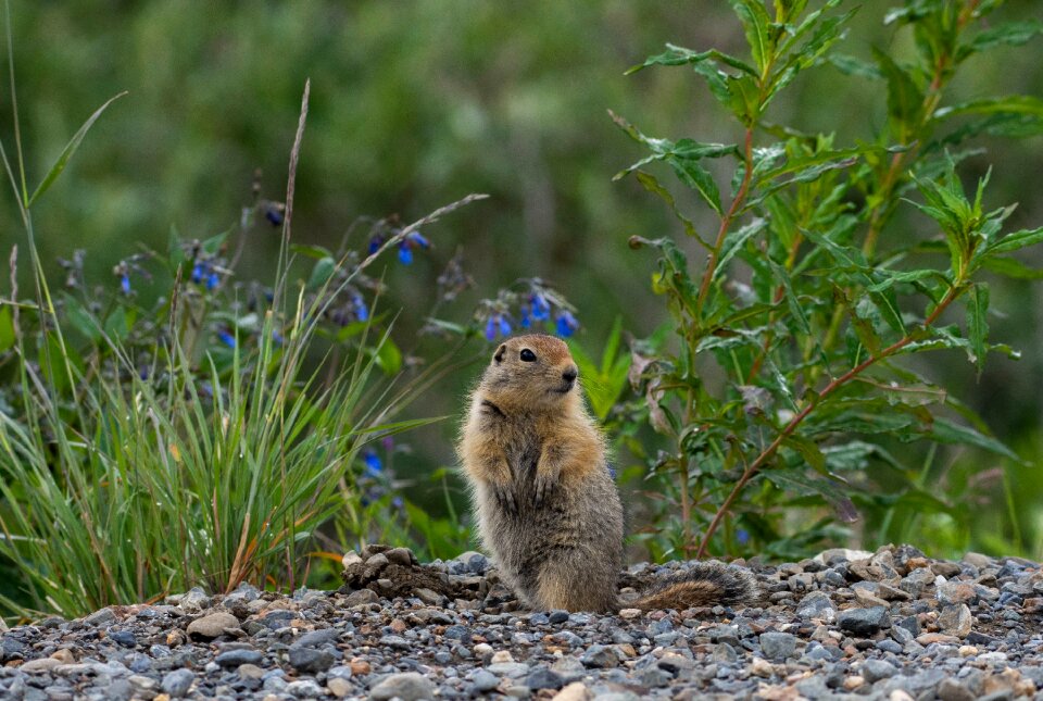 Rock furry tail photo