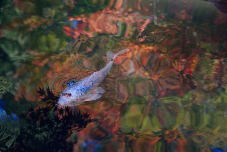 Carp pond mirroring photo