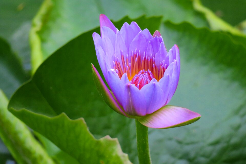 Leaf lily water lilies