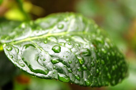 Nature garden water drop photo