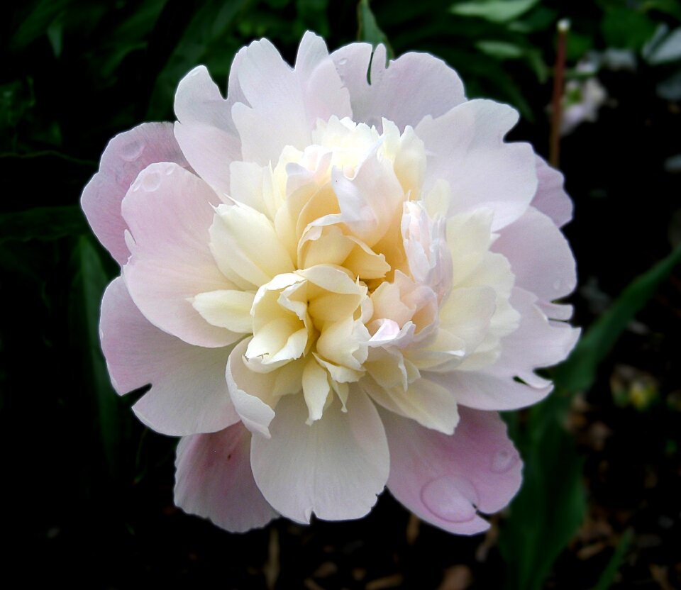 Nature spring flower garden