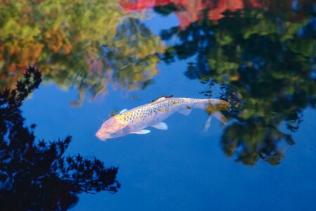 Carp pond mirroring photo