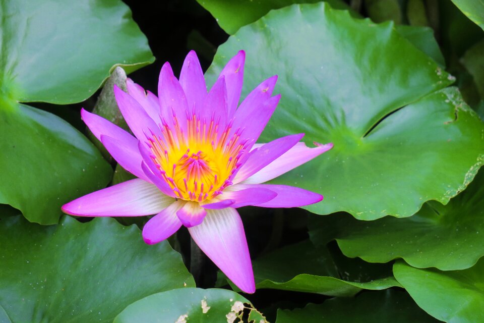 Leaf lily water lilies photo