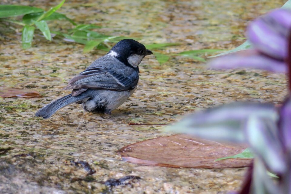 Wildlife outdoor animal