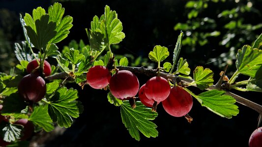 Soft fruit red fruits berry red