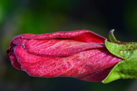 Red flower mallow photo