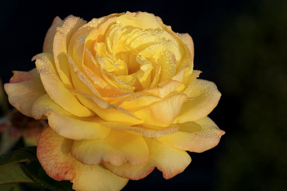 Bloom flower nature