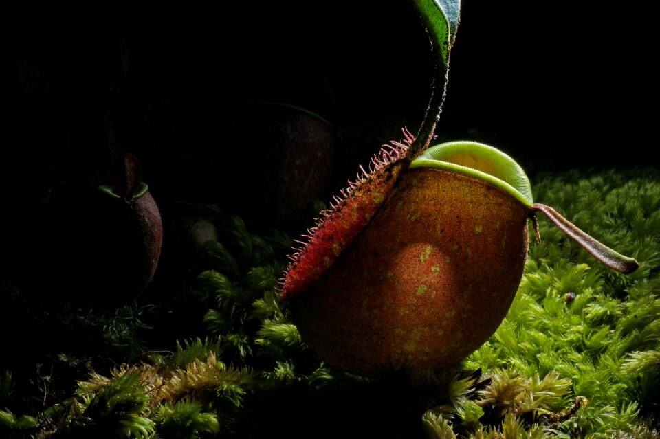 Carnivorous flora trap