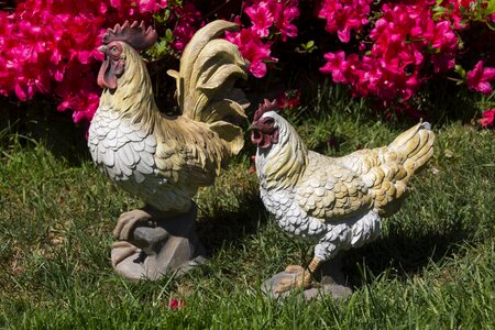 Chicken poultry figure