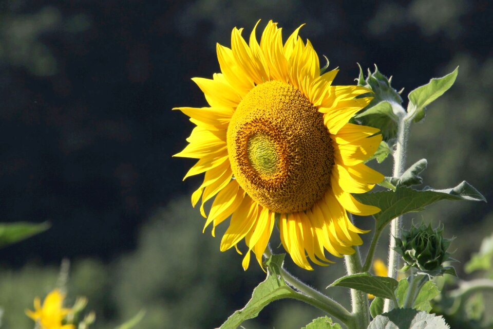 Summer blossom bloom