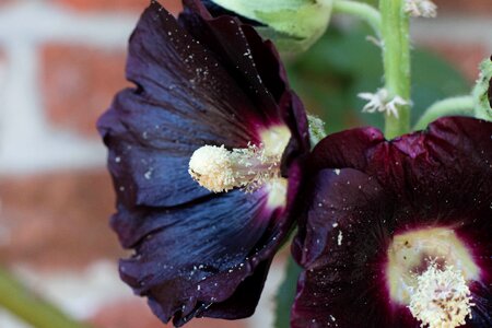 Garden bloom floriculture