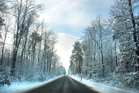 Landscape nature trees