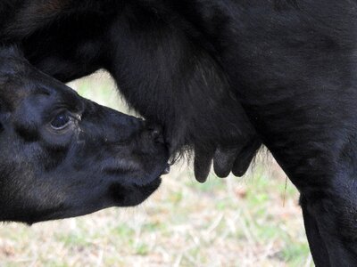 Mammal milk cow cattle photo