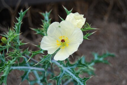 Prickly thistle bloom