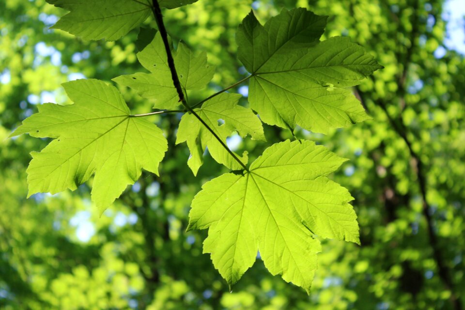 Green leaf green nature