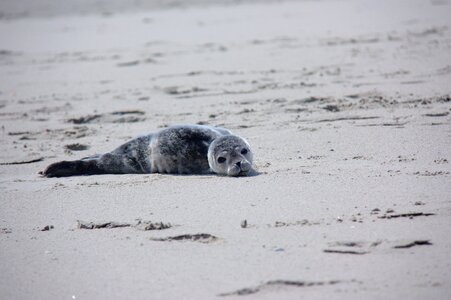 Meeresbewohner mammal nature
