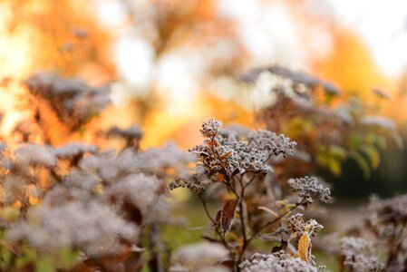 Snow flower frost photo