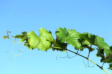 Plant green wine