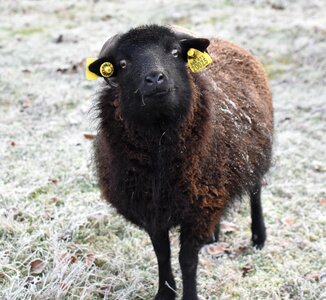 Mammals gel winter