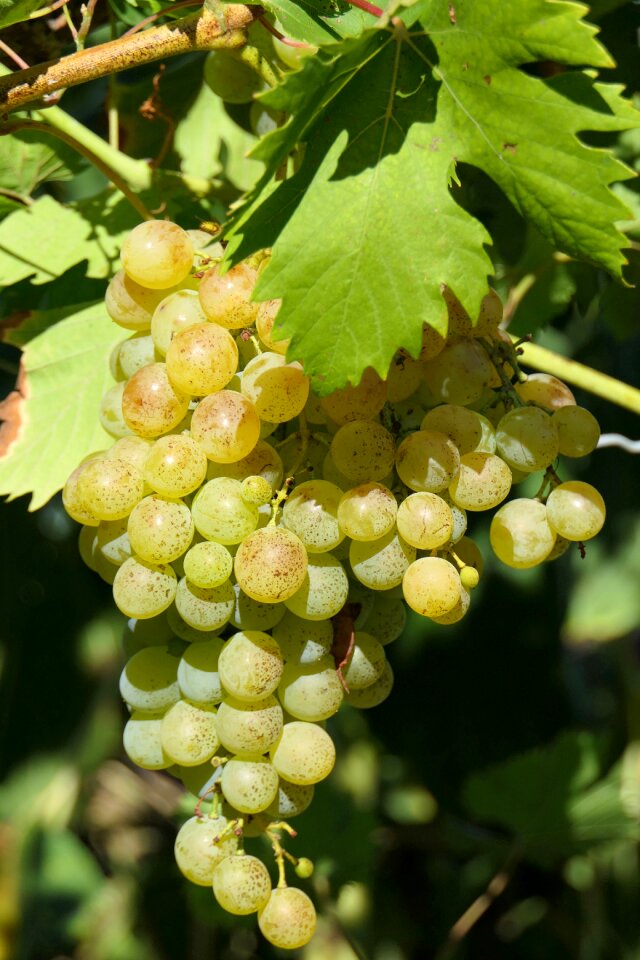 Wine grapevine vines stock