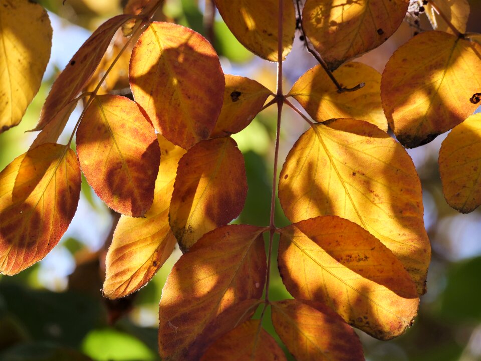 Bright color fall color