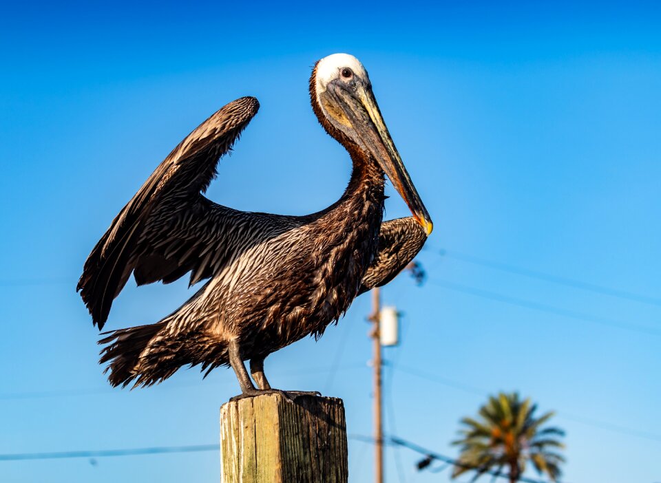Bird dock wood