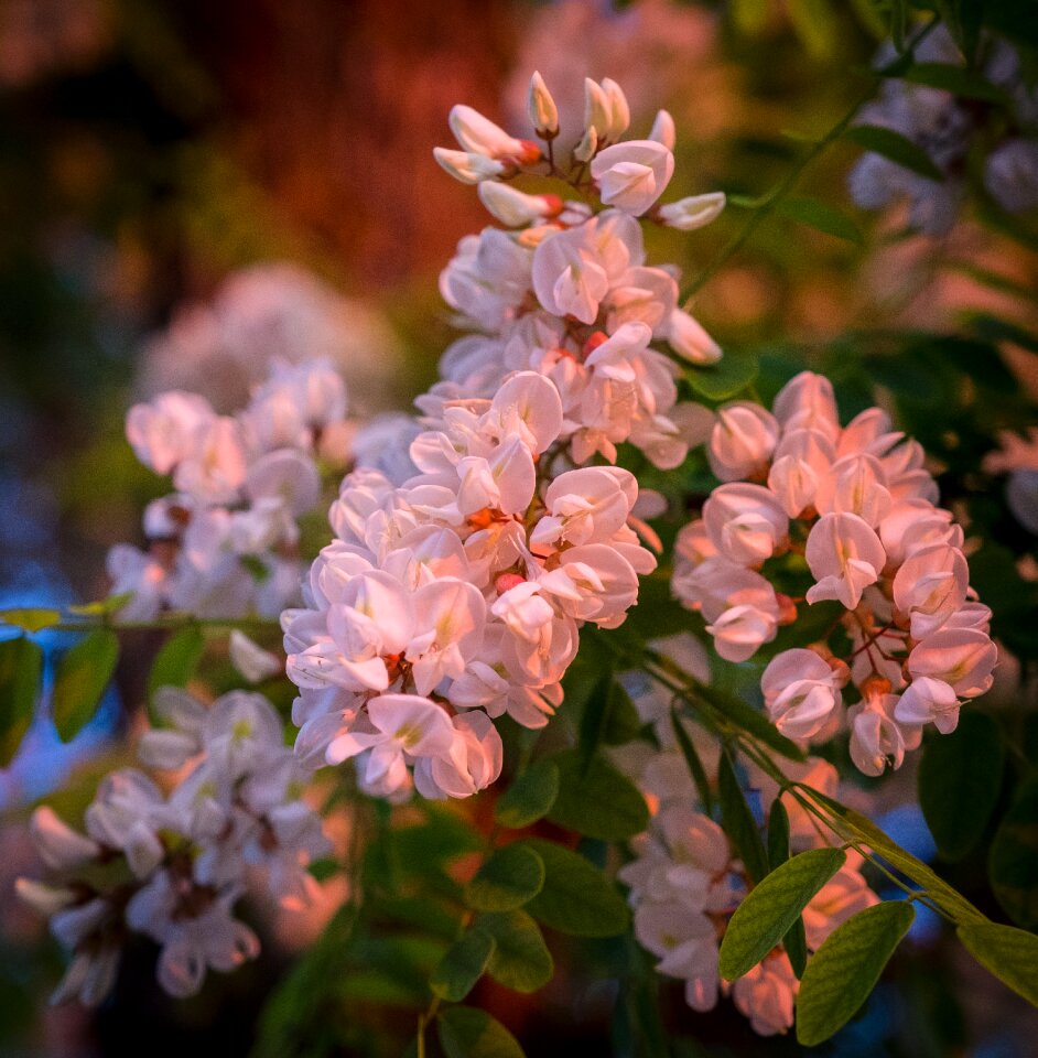 Spring bloom summer