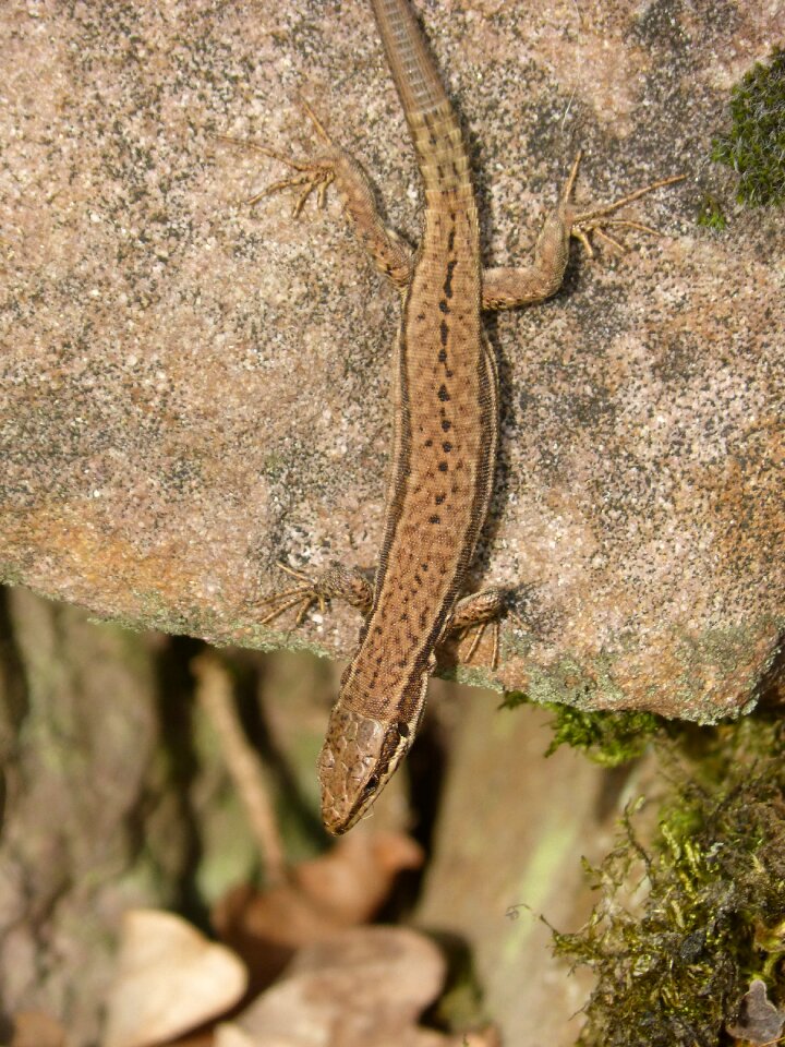 Lizard rock reptile