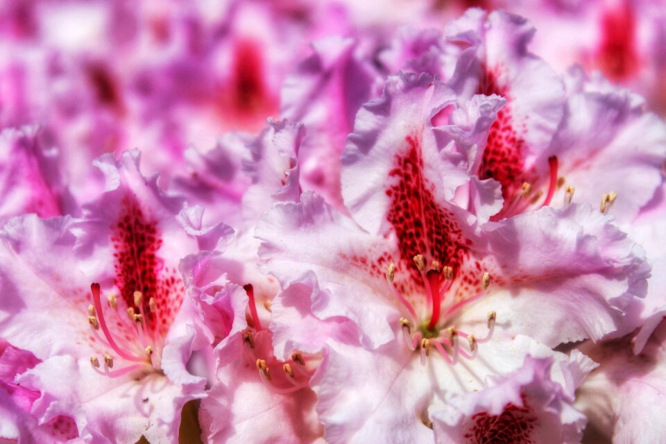 Plant summer color
