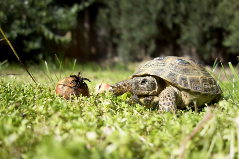 Reptile nature garden